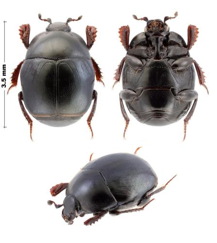 Hemisaprinus subvirescens